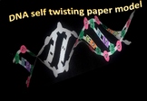 DNA Self-Twisting Paper Model