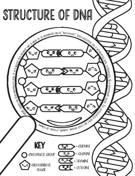 DNA Structure Coloring Page by Corvidae Coloring | TPT