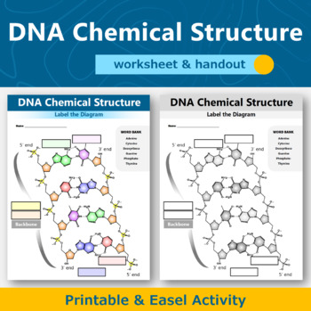 Preview of DNA Structure Diagram Worksheet and Handout 