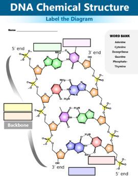 DNA Structure Diagram Worksheet and Handout - Printable and Digital