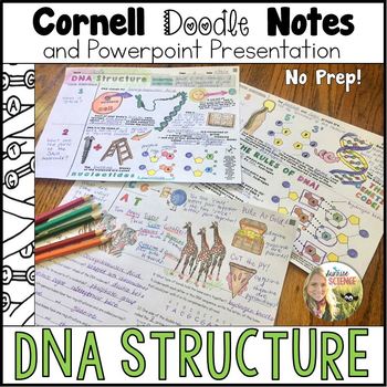 Preview of DNA Structure Doodle Notes double helix DNA base pairs nucleotides DNA molecule