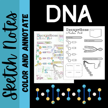 Preview of DNA Structure, Function and Replication Sketch Notes