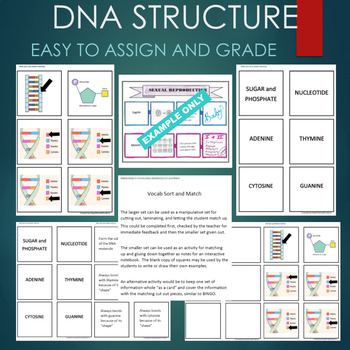 Preview of DNA Structure (Nucleotide, Bases, Phosphate) Sort & Match STATIONS Activity