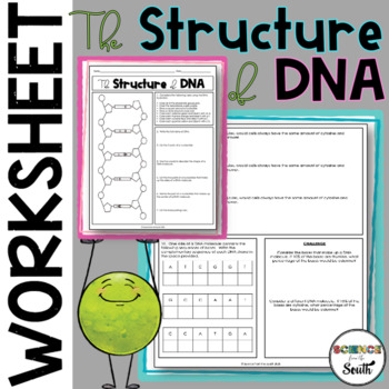 Preview of DNA Structure Worksheet Activity Printable and Digital Resource Assessment