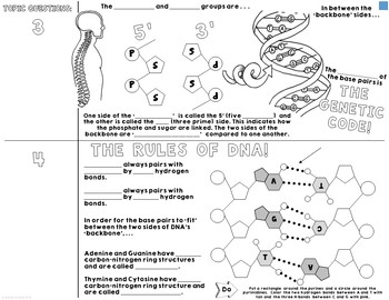 Dna Structure And Replication 5e Lesson By Sunrise Science Tpt