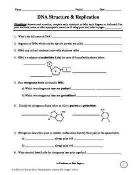 Dna Structure And Replication Worksheet  Kidz Activities