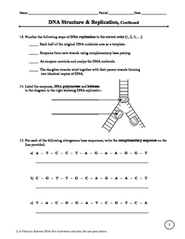 DNA Structure and Replication Worksheet by AThomic Science  TpT