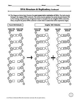 Back to 20 dna structure and replication worksheet. 