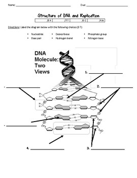 dna structure diagram worksheet