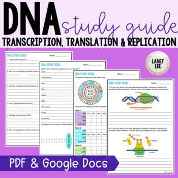 Preview of DNA Study Guide