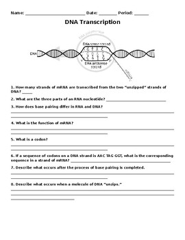 DNA Transcription by Free Teacher Stuff | Teachers Pay Teachers