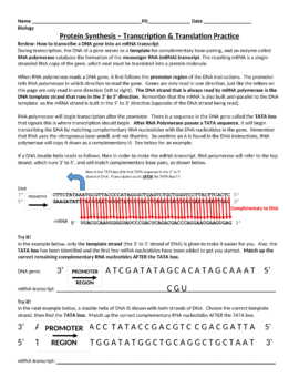 Practicing Dna Transcription And Translation Answers
