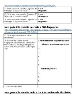 Forensic Dna Fingerprinting Webquest By Schilly Science Tpt