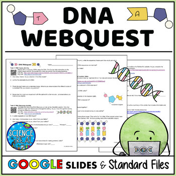 Preview of DNA Webquest - Structure and Function of DNA