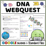 DNA Webquest - Structure and Function of DNA