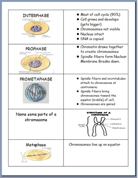 Preview of DNA and Genetics Flashcards