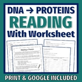 DNA and PROTEIN SYNTHESIS Article and Worksheet
