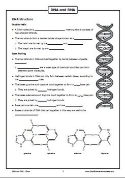 DNA and RNA Structure by Good Science Worksheets | TPT