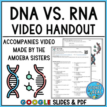 Preview of DNA vs RNA Amoeba Sisters Video Handout