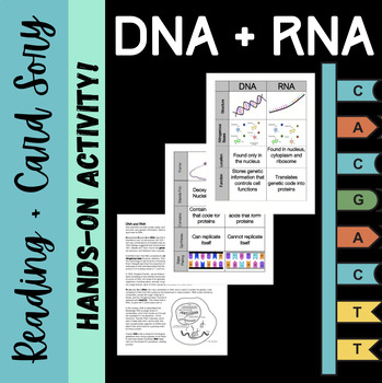 Preview of DNA and RNA Reading and Card Sort