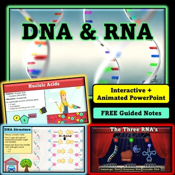 Preview of DNA and RNA Structure & Function Animated and Interactive PowerPoint Lesson