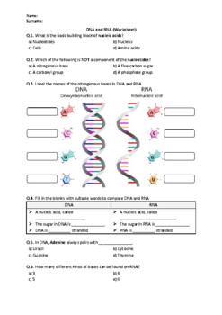 Preview of DNA and RNA - Worksheet | Easel Activity & Printable PDF