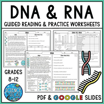 Preview of RNA and DNA Reading Comprehension and Worksheets