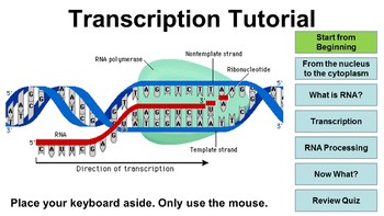 Preview of Transcription Interactive Tutorial