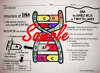 DNA cut out by Mrs G Classroom | Teachers Pay Teachers