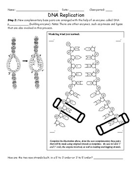 DNA replication worksheet by ActiveLearning | Teachers Pay ...