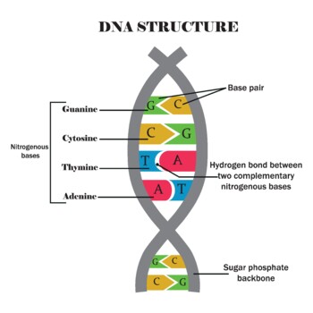 DNA structure diagram. by The light of science 04 | TPT