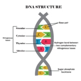 DNA structure diagram.