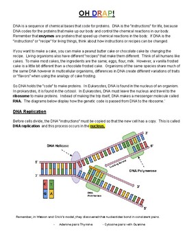 Preview of DNA to Protein Oh DRAP! (With Answers)