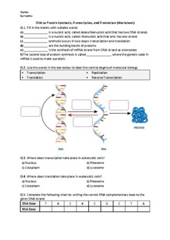 DNA to Protein Synthesis, Transcription, & Translation – Worksheet | Easel & PDF