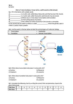 transcription and translation diagram worksheets