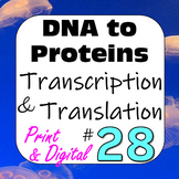 DNA to Proteins Central Dogma: Transcription & Translation