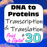 DNA to Proteins Central Dogma: Transcription & Translation