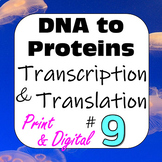 DNA to Proteins Central Dogma: Transcription & Translation