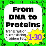 DNA to Proteins Transcription, Translation & Constructing 