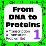DNA to Proteins: Transcription, Translation & Constructing