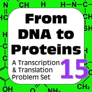 Preview of DNA to Proteins: Transcription, Translation & Constructing a Polypeptide Set #15