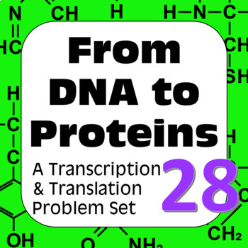 Preview of DNA to Proteins: Transcription, Translation & Constructing a Polypeptide Set #28