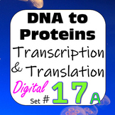 DNA to Proteins: Transcription & Translation Digital Inter