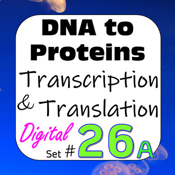 Preview of DNA to Proteins: Transcription & Translation Digital Interactive Activity #26a