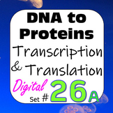 DNA to Proteins: Transcription & Translation Digital Inter