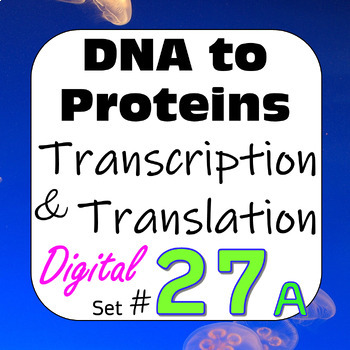 Preview of DNA to Proteins: Transcription & Translation Digital Interactive Activity #27a