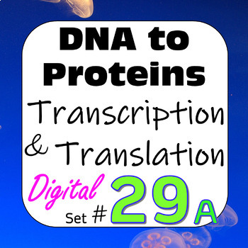 Preview of DNA to Proteins: Transcription & Translation Digital Interactive Activity #29a