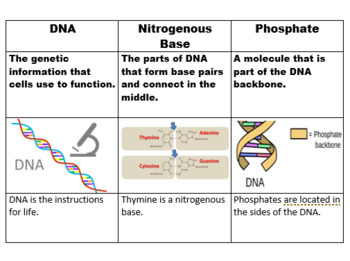 Preview of DNA vocabulary word wall chart