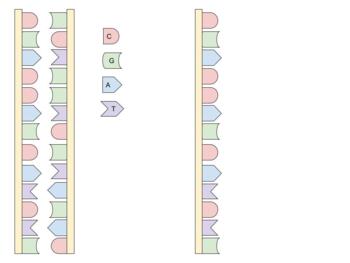 Preview of DNA vs. RNA - Matching