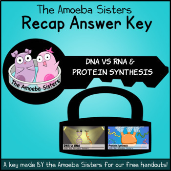 Preview of DNA vs RNA and Protein Synthesis Recap Answer KEYS by the Amoeba Sisters